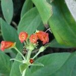 Kohleria spicata Blomma