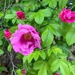 Rosa rugosa Fleur