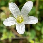 Moenchia mantica Virág