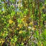 Forsythia suspensa Habitus