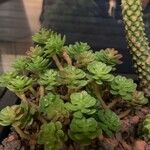 Sedum kimnachii Blatt