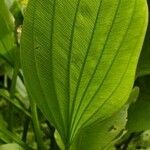 Helanthium tenellum Leaf