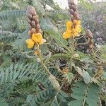 Senna didymobotrya Blüte