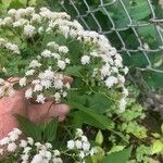 Ageratina altissimaŽiedas