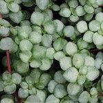 Pilea microphylla Feuille