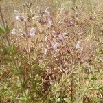 Salvia palaestina Habit