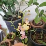 Oncidium leucochilum Floare