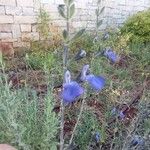 Salvia chamaedryoides Flor