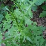 Lactuca muralis Leaf