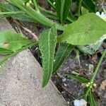 Armoracia rusticana ഇല