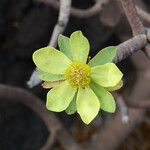 Euphorbia balsamifera Blomst