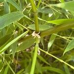 Phyllostachys edulis Rinde