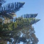 Araucaria heterophylla Blatt