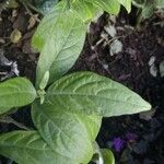 Pachystachys lutea Leaf