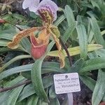 Paphiopedilum insigne Blüte