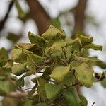 Strychnos spinosa Blatt