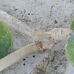 Hoya australis Bark