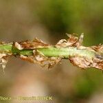 Dryopteris remota Rhisgl