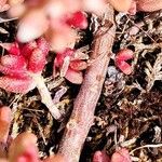 Sedum rubens Corteza