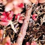 Sedum rubens Bark