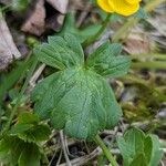 Ranunculus montanus List