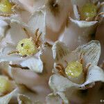 Pleuricospora fimbriolata Кветка
