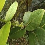 Monimia amplexicaulis Fruit