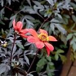 Dahlia coccinea Habitus