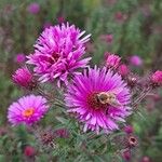 Symphyotrichum novae-angliae Anders