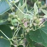 Tilia japonica Fruit