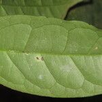 Diospyros bipindensis Hoja