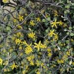 Corokia cotoneaster 花