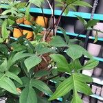 Philodendron pedatum Лист