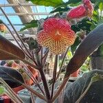 Kohleria amabilis Blomst