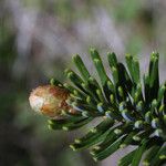Abies fraseri Traoù all