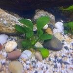 Anubias barteri Blatt
