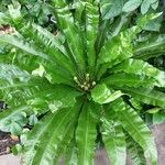 Asplenium nidusBlad