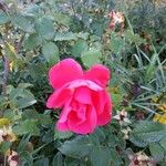 Rosa cinnamomea 花