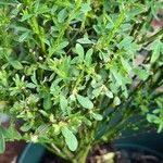 Cytisus scopariusLeaf