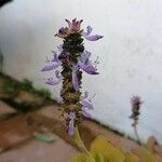 Plectranthus amboinicusFlower