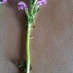 Pedicularis mixta Flower