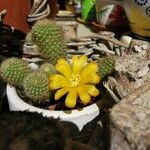 Rebutia heliosa Flower