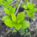 Clethra alnifolia Fuelha