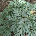 Paeonia clusii Leaf