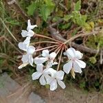 Pelargonium multibracteatum Flower