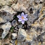 Crocus cambessedesii Квітка