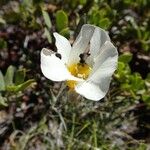 Calochortus leichtlinii Virág