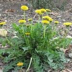 Taraxacum officinaleЛіст