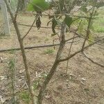 Combretum micranthum Rinde