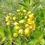 Senna pistaciifolia Flower